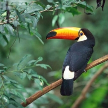Tocotoucan