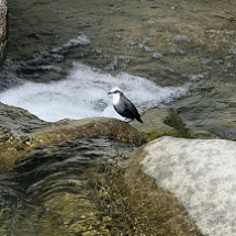 White_capped_dipper