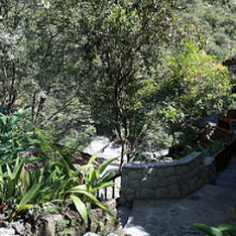 aguas_calientes_forest