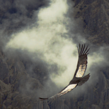 andean_condor_cusco