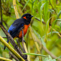 mountain_tanager