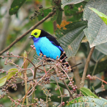 paradise_tanager