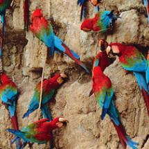 chloroptera_ecoamericaperu