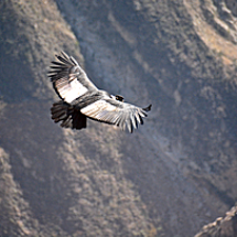 condor_ecoamericaperu