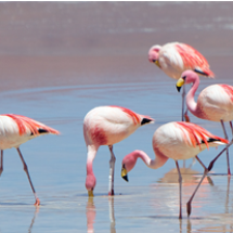 jamesi_ecoamericaperu