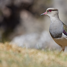 andean_plover