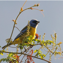 blue_and_yellow_tanager
