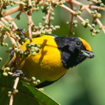 orange_bellied_euphonia