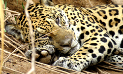 jaguar_tambopata_ecoamericaperu