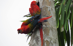 macaws_tambopata_ecoamericaperu