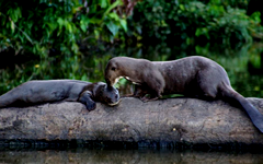 tambopata_otter_ecoamericaperu