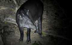 tapir_tambopata_ecoamericaperu