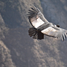 colca_condor_ecoamericaperu