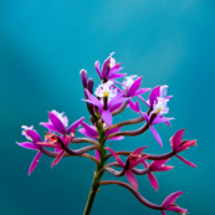 epidendron_ecoamericaperu