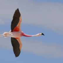 flamingo_paracas_ecoamericaperu