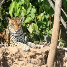 jaguar_tambopata_ecoamericaperu