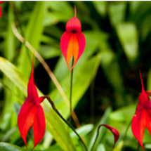 masdevallia_ecoamericaperu