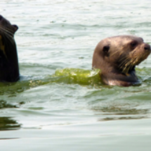 otters_tambopata_ecoamericaperu