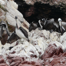 pelicans_ecoamericaperu