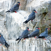 pucusana_ecoamericaperu