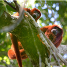 red_howler_tambopata_ecoamericaperu